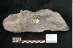 Foto (Objekt + Etikett) von Lepidodendron aculeatum St. (NHMW-GEO-2024-0188-11021)
